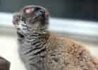 動物図鑑・シロビタイキツネザルの写真 6
